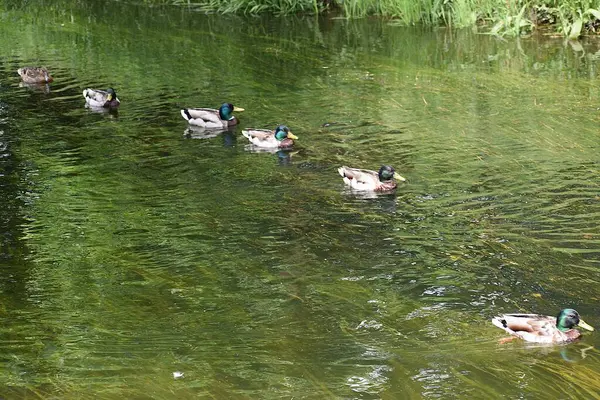 Sudaki vahşi ördekler