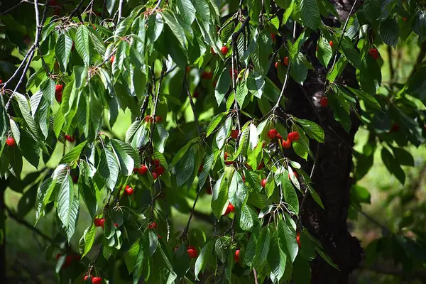 Bahçedeki bir ağacın kırmızı meyveleri