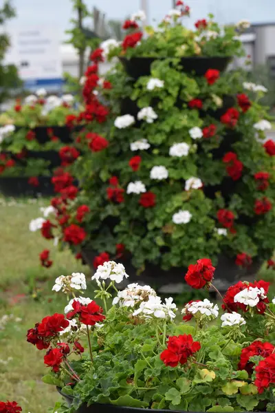 Bahçedeki kırmızı güller