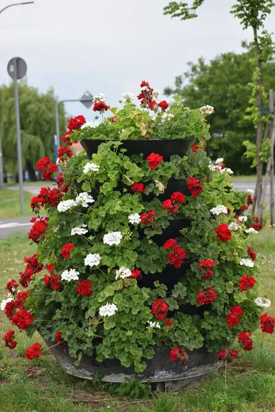 Bahçede kırmızı gelincik çiçekleri