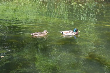 Ördekler gölde yüzüyor.