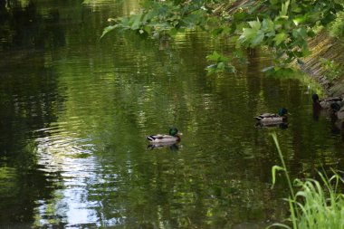 Ördekler gölette yüzer.