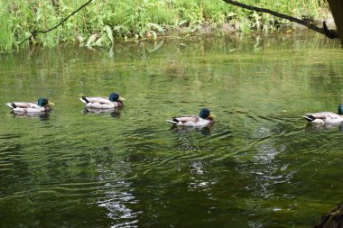 Bir grup ördek gölde yüzüyor.