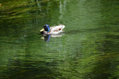 Ördekler gölette yüzüyor.