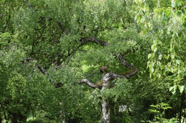 Ormanın güzel manzarası