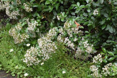 Beyaz yeşil çimen çiçek