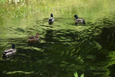 Ördek nehirde yüzüyor.