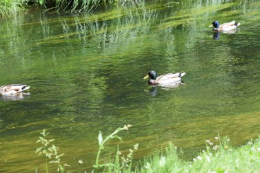 Vahşi ördekler gölde yüzer..
