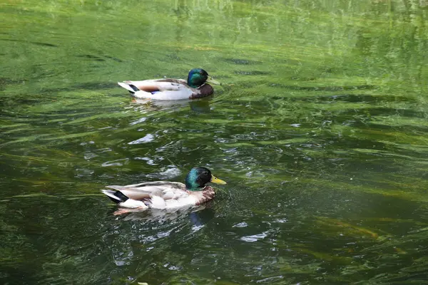 İki ördek havuzda yüzme