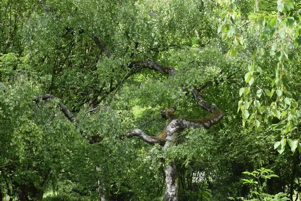 Ormanın güzel manzarası