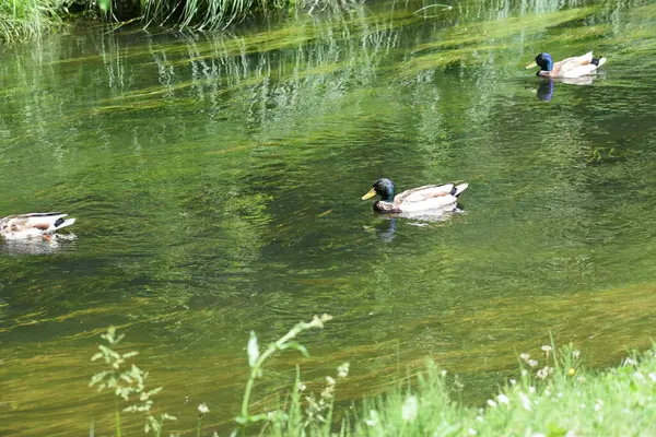 Vahşi ördekler gölde yüzer..