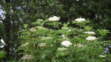 Bahçede beyaz çiçekler