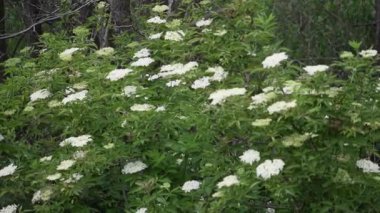 Güzel botanik fotoğrafı, doğal duvar kağıdı.