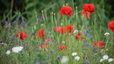 Bahçede kırmızı gelincikler