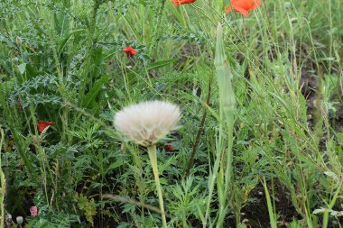 Tarlada güzel kırmızı gelincik çiçekleri