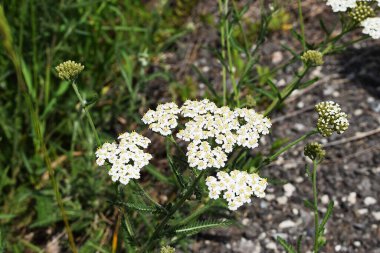 Bahçede beyaz çiçekler