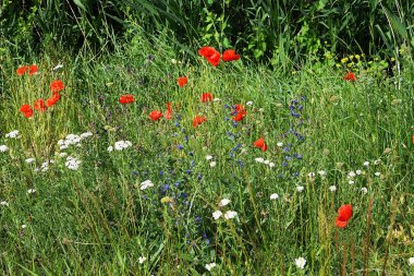 kırmızı gelincikli tarla