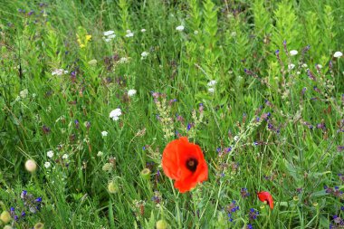 Güzel kırmızı ve sarı çiçekler yeşil çimlerin üzerinde