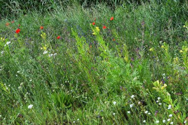 Yaban Çiçekleri Çayırı