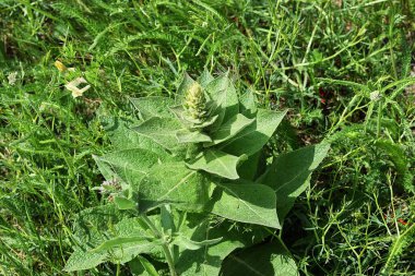 bir bitkinin çiçeği.