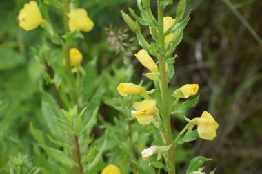 Bahçedeki sarı çiçekler