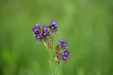 Açık büyüyen renk çiçekler yakın