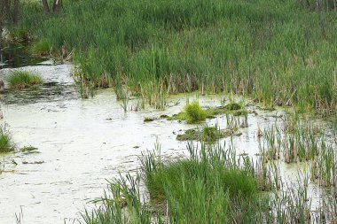 Nehir ve gölü olan güzel bir manzara.