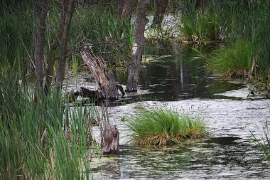 Bataklıktaki vahşi ördekler