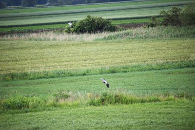 Kara balıkçıl tarlada