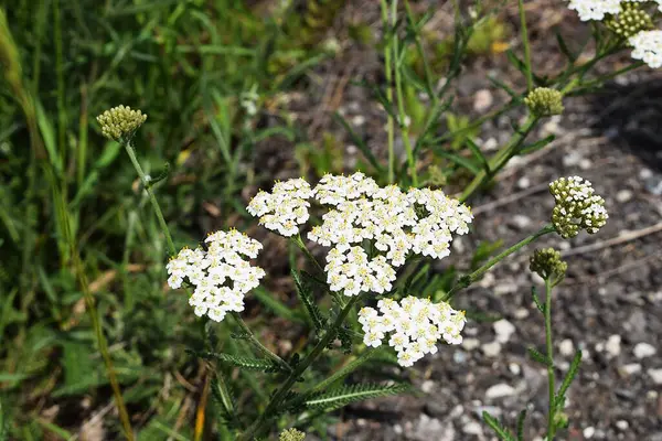 Bahçede beyaz çiçekler