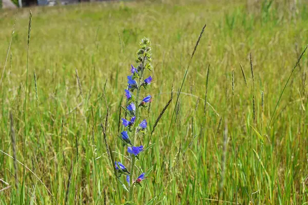 Vahşi zambakların mavi çiçekleri