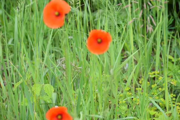 Yazın tarlada kırmızı gelincik çiçekleri