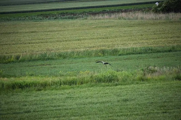 Doğal manzaranın güzel manzarası