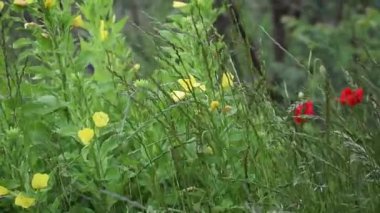 Bahçedeki güzel çiçekler