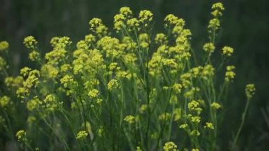 Bahçedeki güzel çiçekler