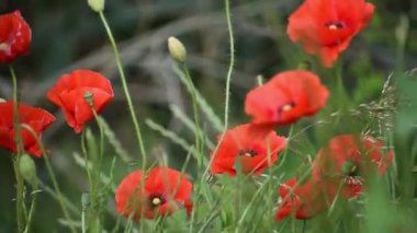 alan üzerinde haşhaş kırmızı çiçekler