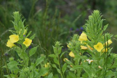 Bahçede büyüyen çiçeklerin yakın görüntüsü
