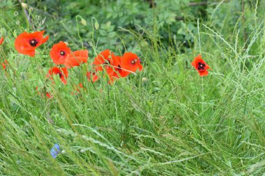Yeşil arka planda bir yaz otlağında gelincik çiçeği