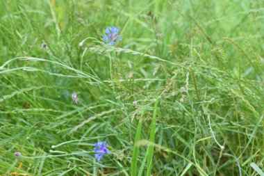 yeşil çimenler tarlada