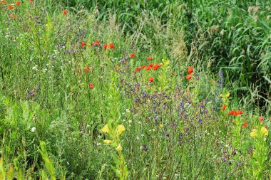 Bahçedeki güzel çiçekler