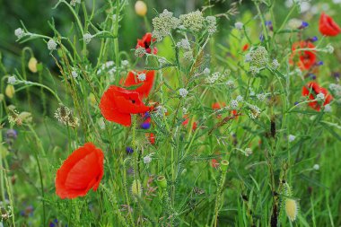 kırmızı gelincikler yaz çayırında