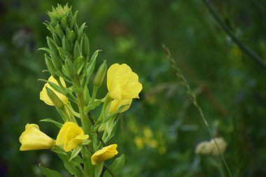 Bahçedeki sarı çiçek