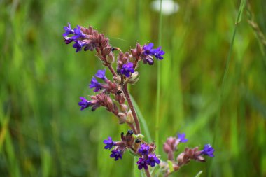Bahçedeki güzel çiçekler