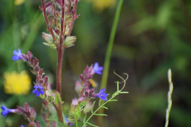 Bahçedeki güzel çiçekler