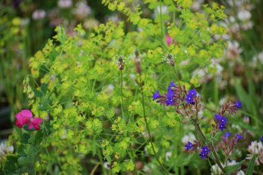 Bahçedeki güzel çiçekler