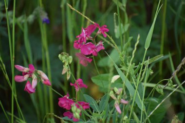Bahçedeki kırmızı çiçekler