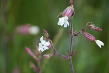 Bahçede beyaz çiçekler