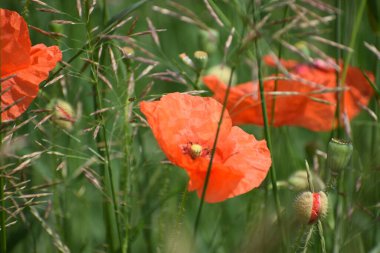 Bahçede kırmızı haşhaş