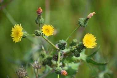 Bahçedeki sarı çiçekler