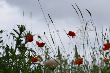 tarladaki gelincikler